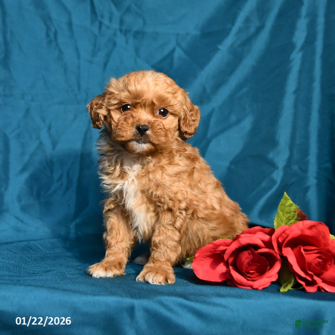Shihpoo dogs for sale: Blossom - Ad 2