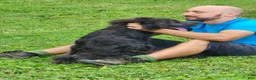 Labradoodle dogs for sale: Bill - Ad 6
