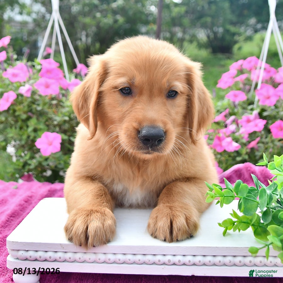 Golden Retriever dogs Cider - Ad 2