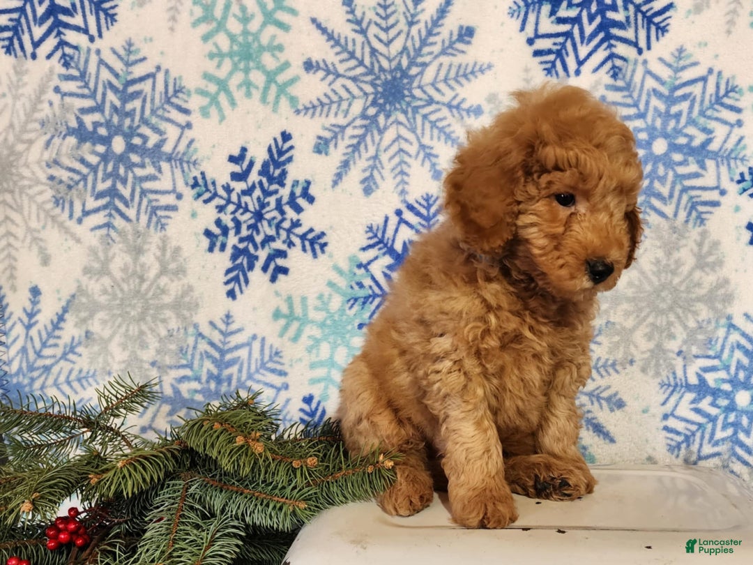 Mini Goldendoodle dogs for sale: Houston - Ad 6