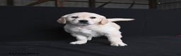 Golden Retriever dogs for sale: Reegan  - Ad 2