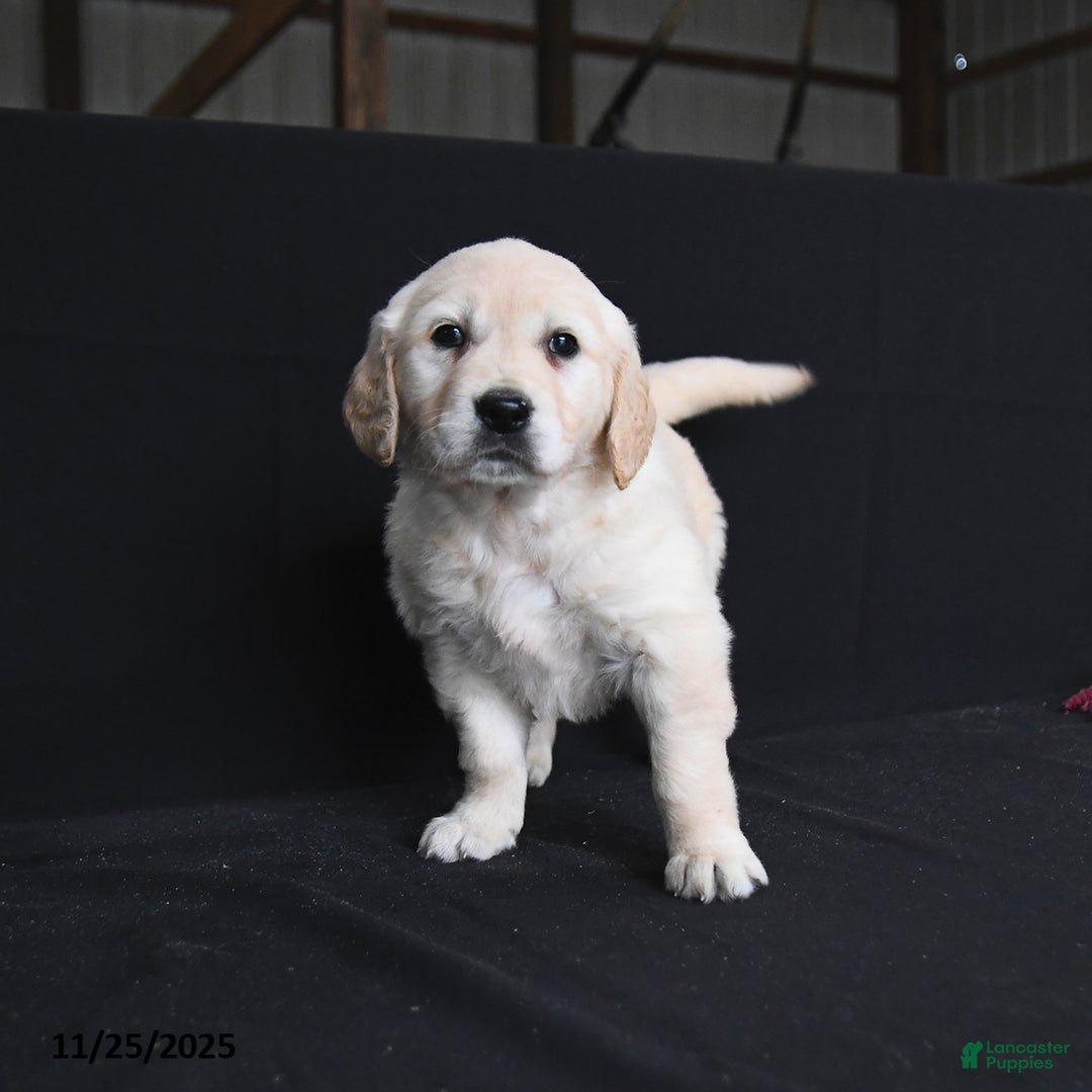 Golden Retriever dogs for sale: Reegan  - Ad 2