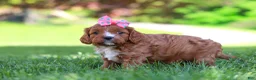 Cavapoo dogs for sale: Alison - Ad 5
