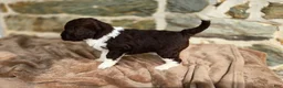 Portuguese Water Dog dogs for sale: Mary - Ad 7