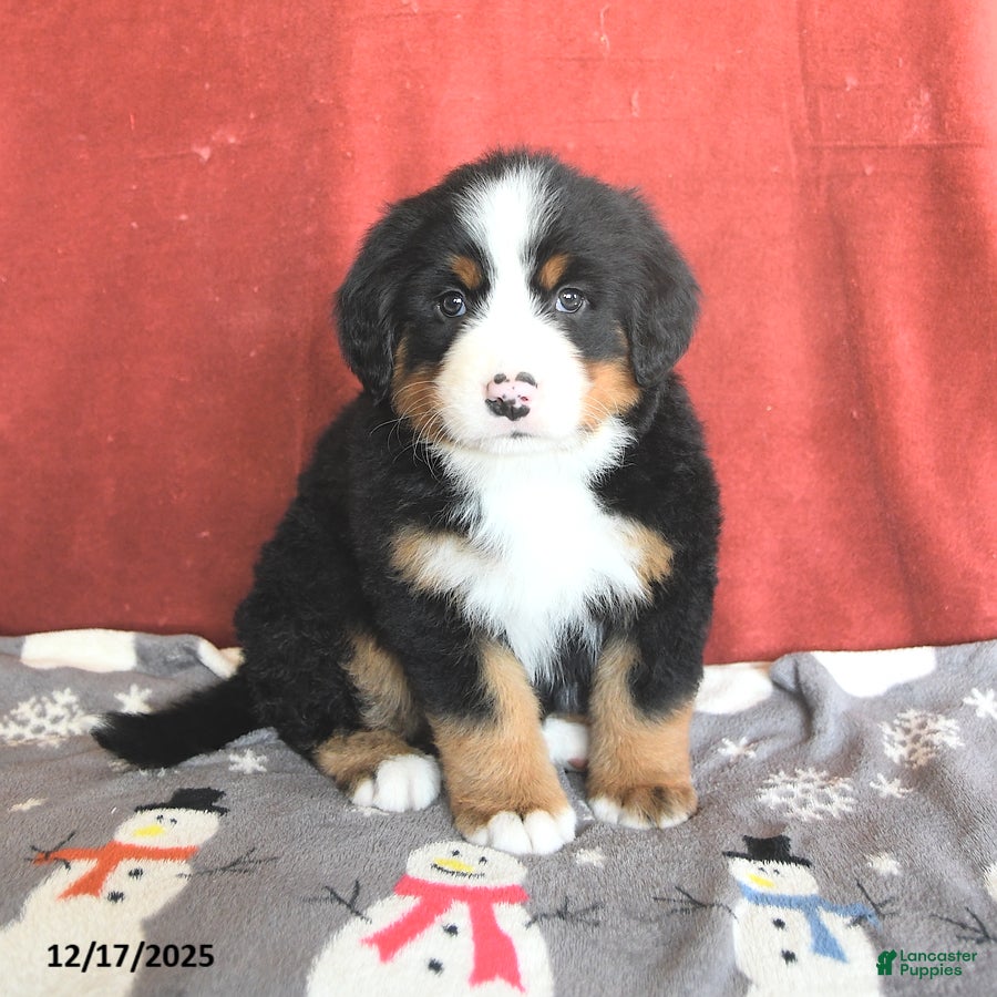 Bernese Mountain Dog dogs Dotty - Ad 6