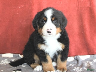 Bernese Mountain Dog dogs Dotty - Ad 6