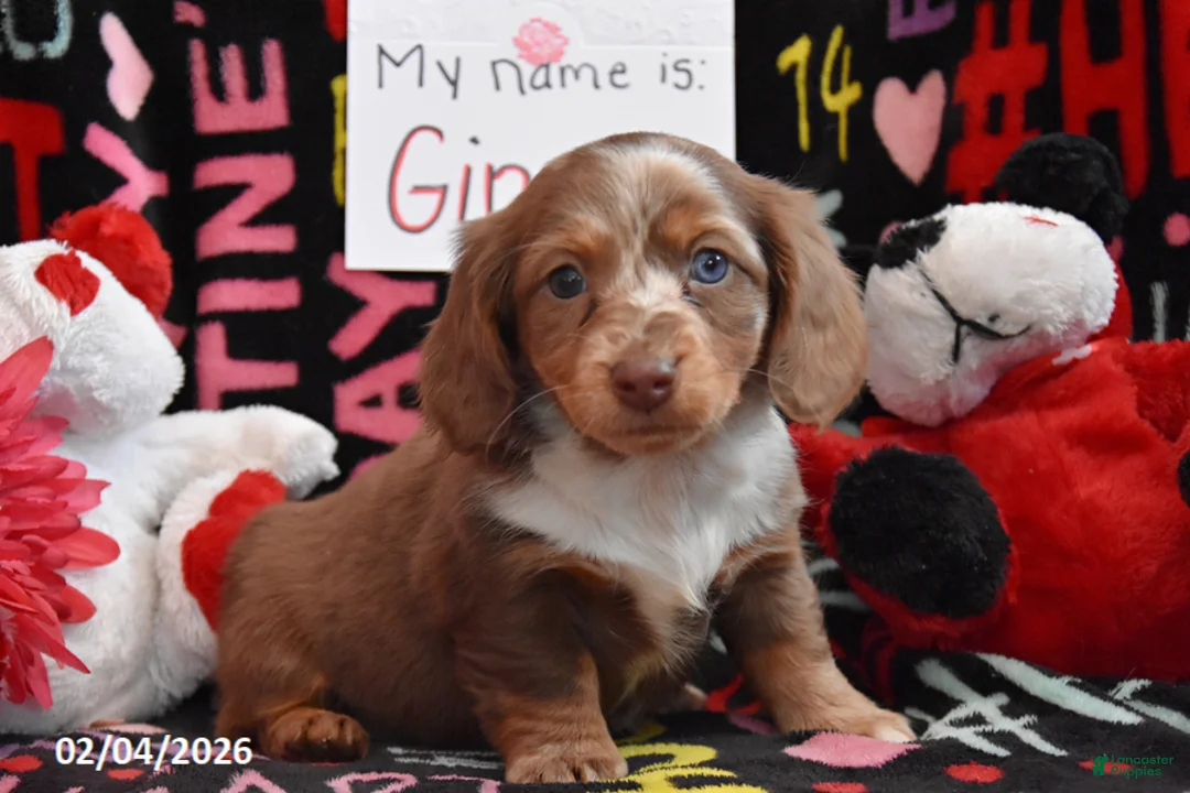 Miniature Dachshund dogs for sale: Ginger - Ad 3