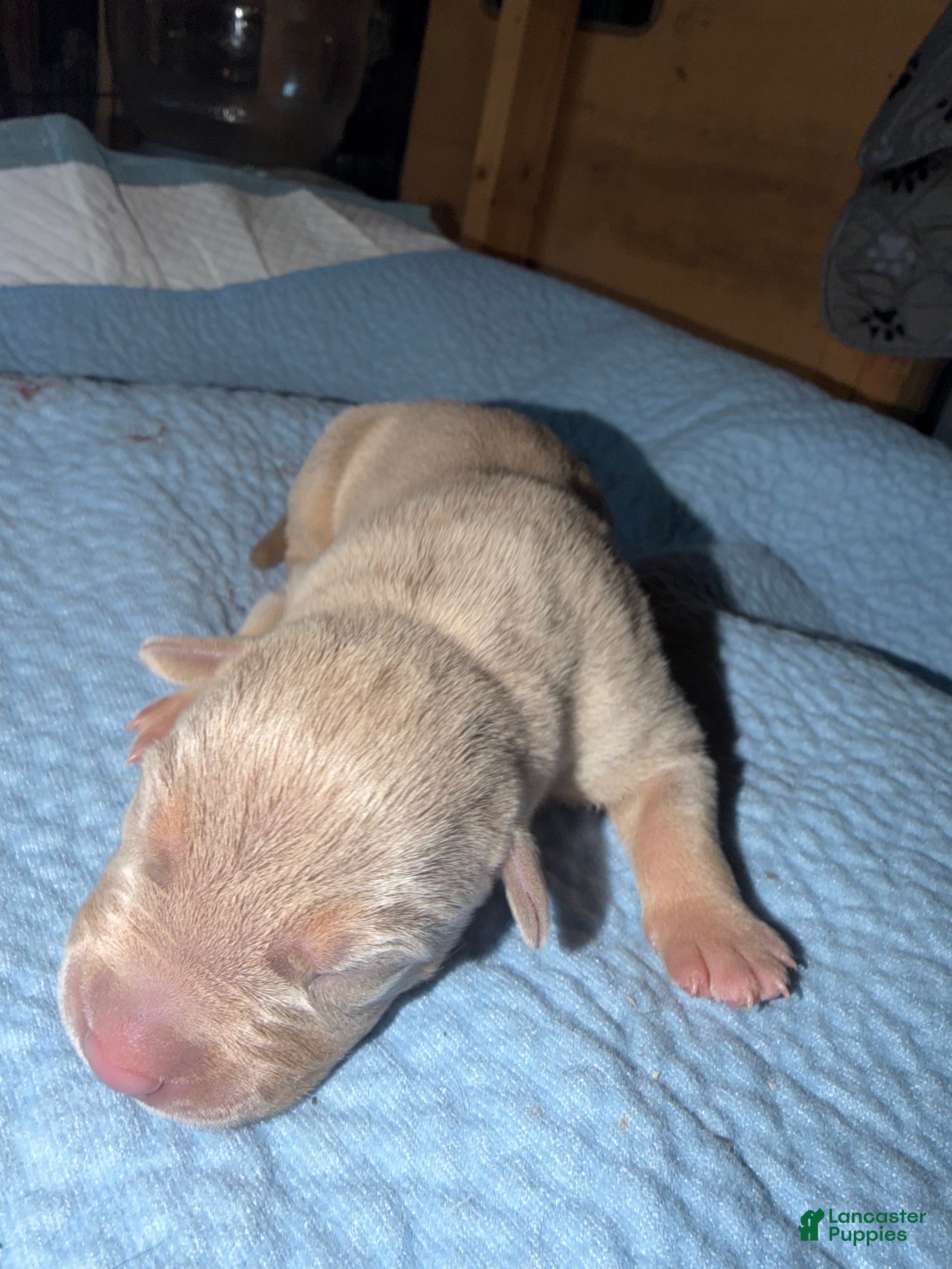 American Bully dogs Bambi - Ad 2
