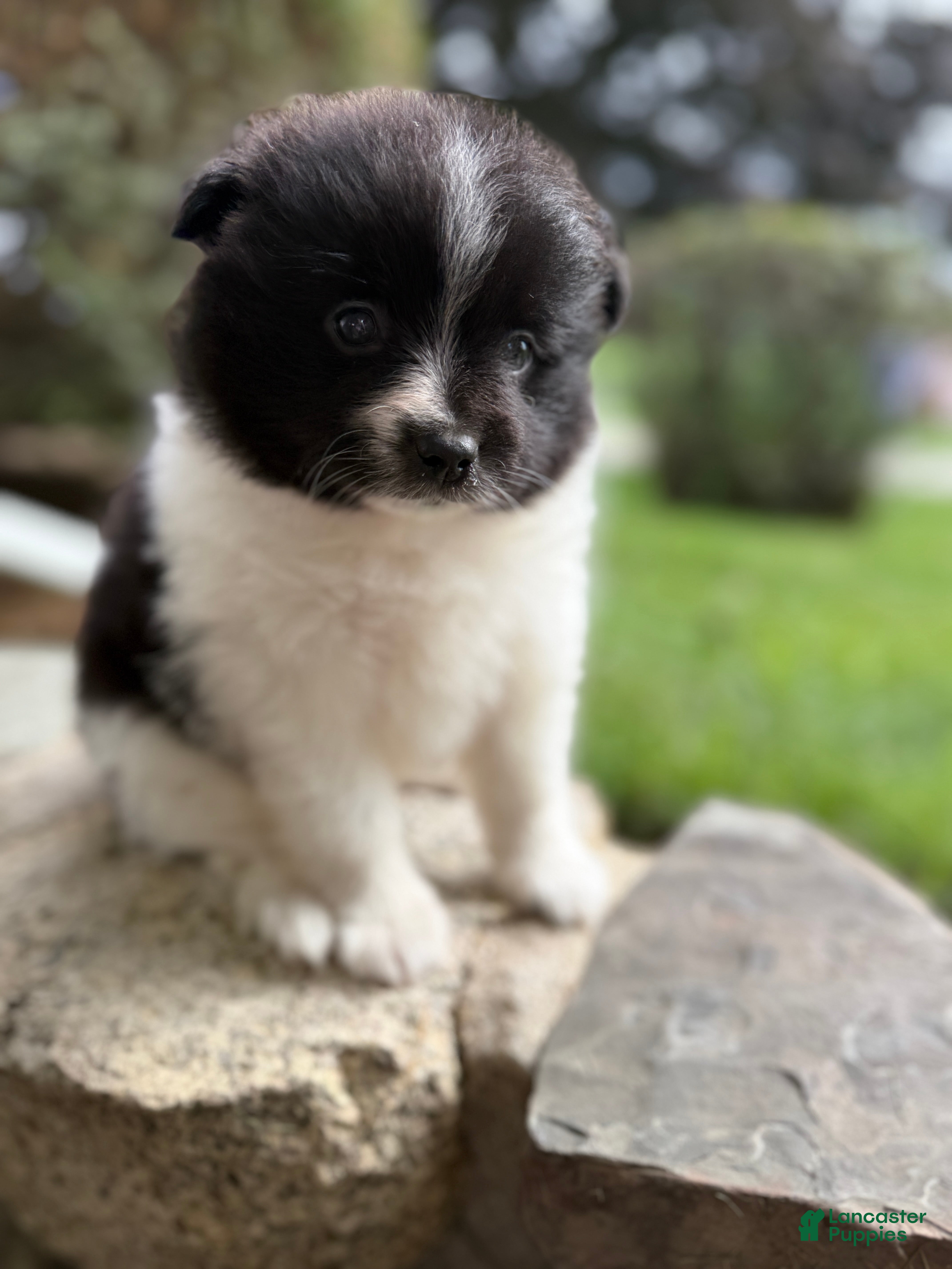 Pomeranian dogs Barney - Ad 1