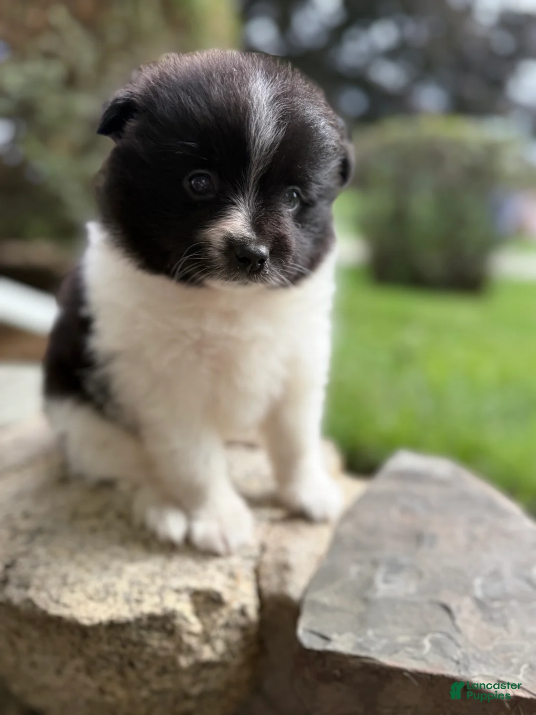 Pomeranian dogs for sale: Barney - Ad 1