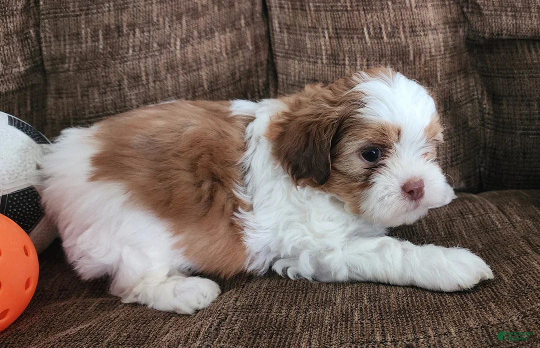 Shihpoo dogs for sale: HONEY - Ad 3