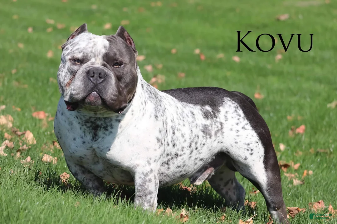 American Bully dogs for sale: Kovu - Ad 1