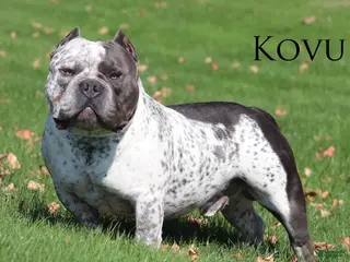 American Bully dogs Kovu - Ad 5