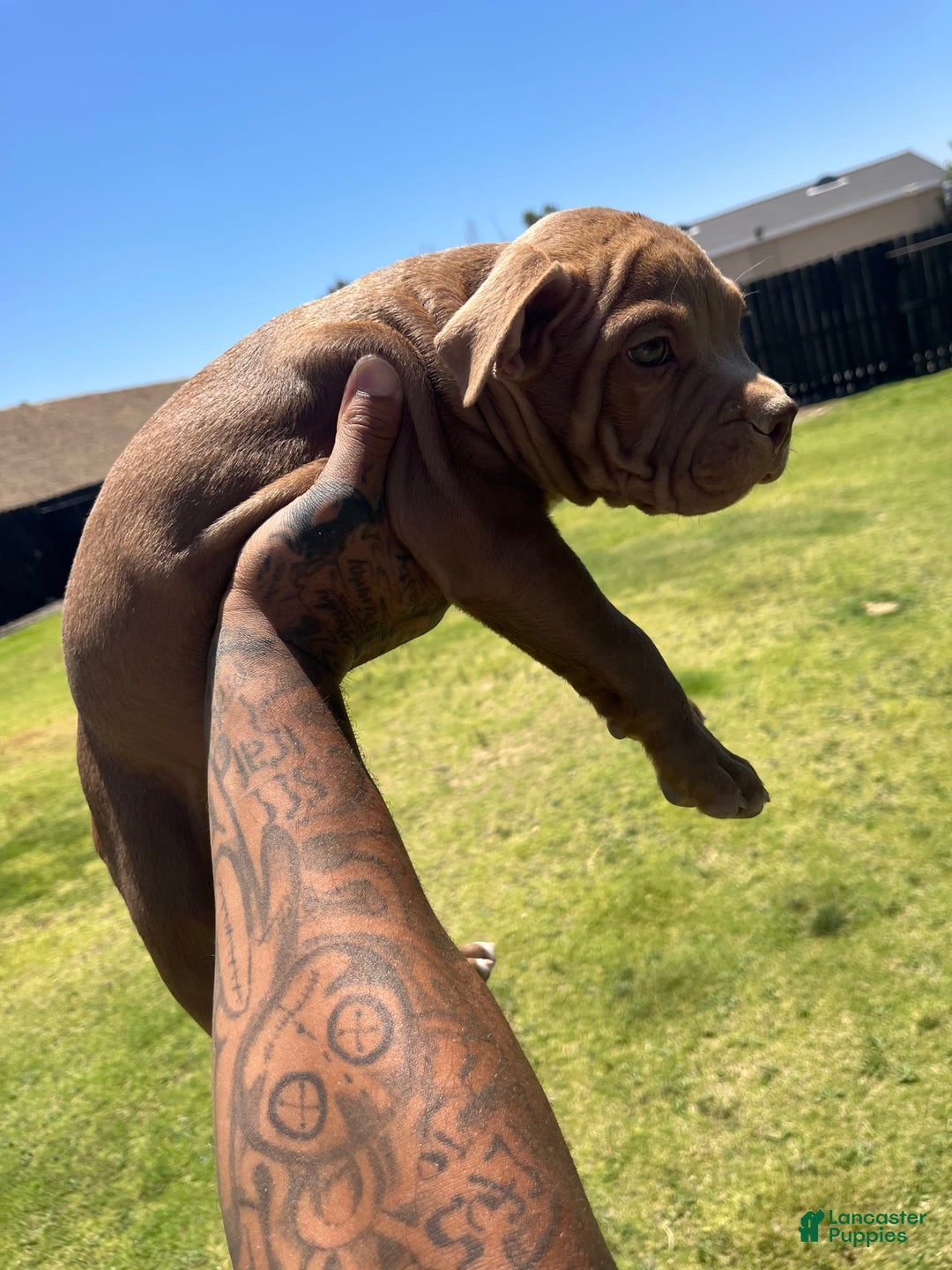 Shar Pei American Bulldog Mix American Bully Bulldog Shar Pei Mix