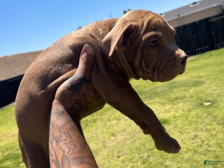 American Bully dogs - Ad 4