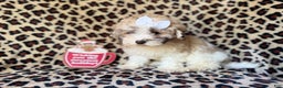 Maltipoo dogs for sale: Ginger - Ad 2