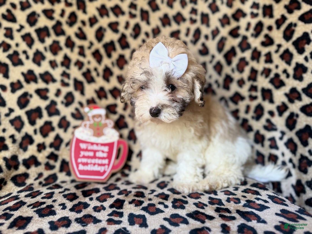Maltipoo dogs for sale: Ginger - Ad 2