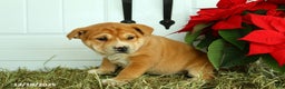 Mixed Breed dogs for sale: Taffy - Ad 3