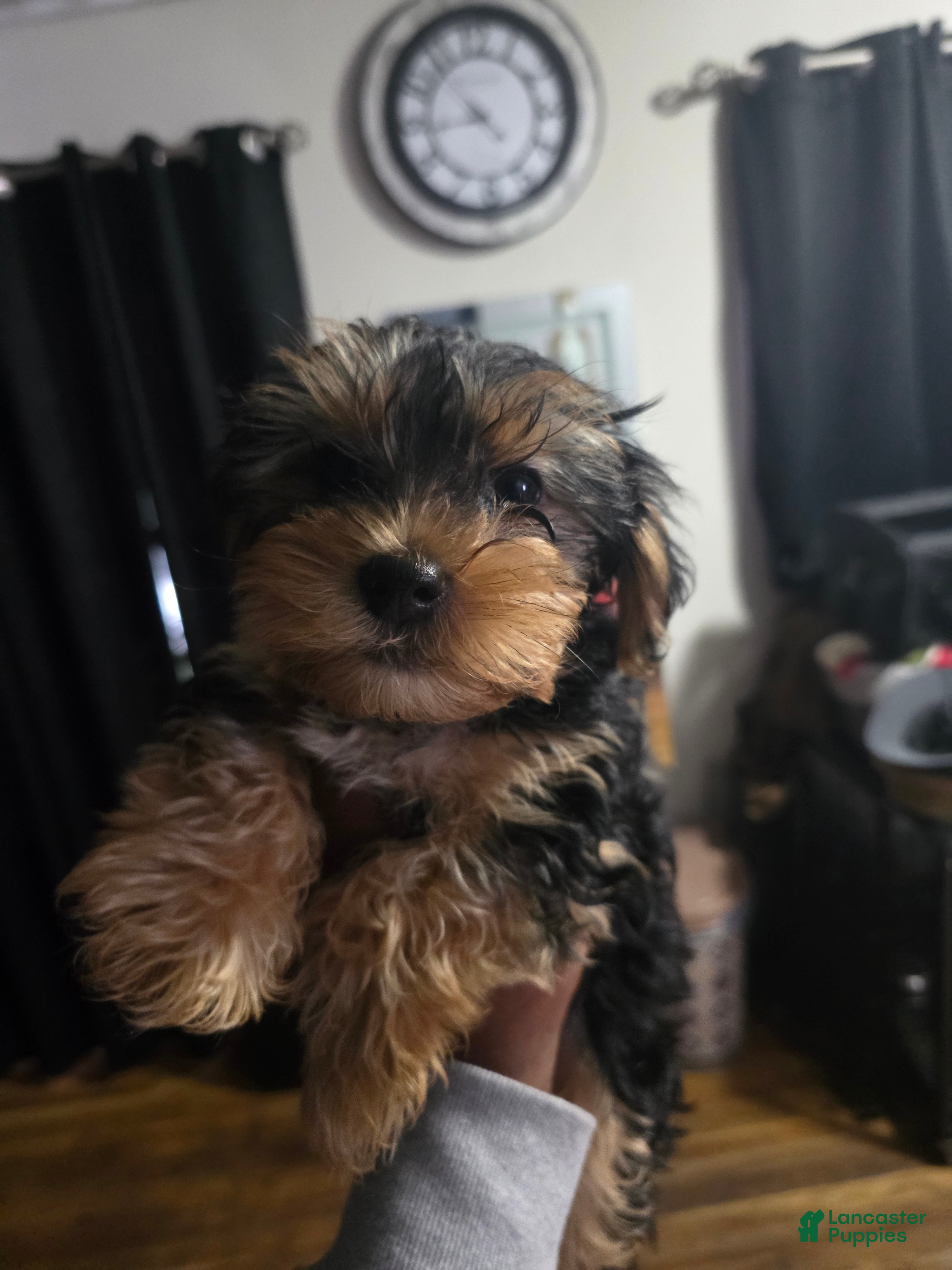 Yorkshire Terrier dogs for sale: Yorkshire Terrier 4 - Ad 1