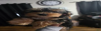 Yorkshire Terrier 4