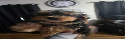 Yorkshire Terrier dogs for sale: Yorkshire Terrier 4 - Ad 1