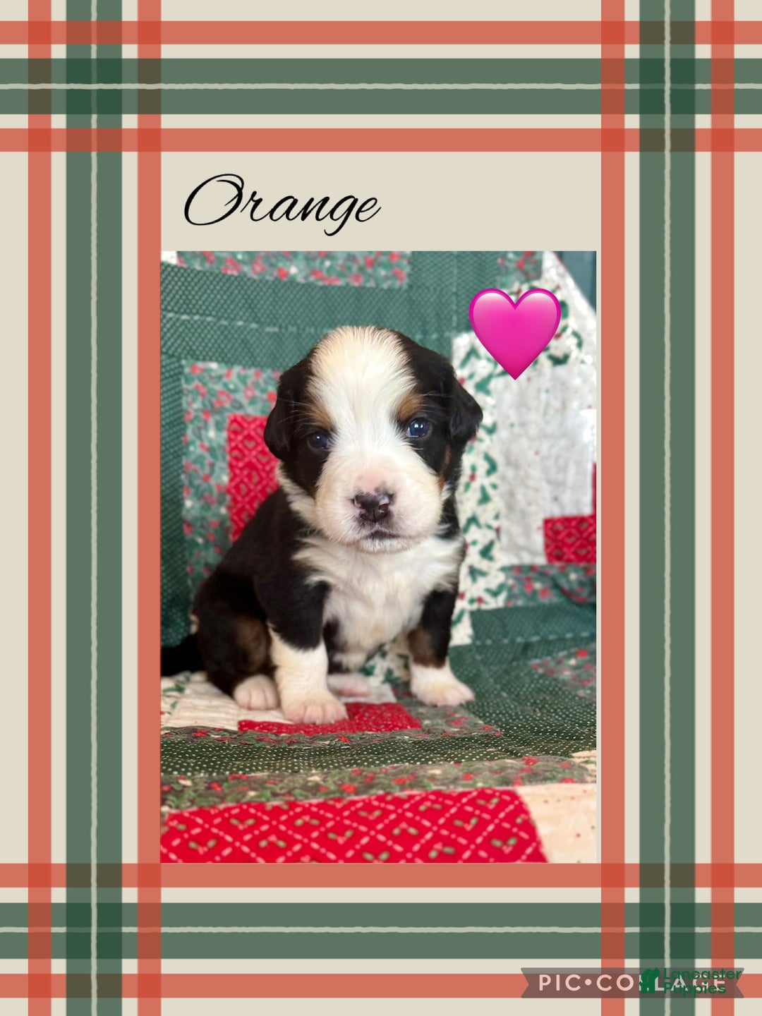 Bernese Mountain Dog dogs for sale: Ellie - Ad 6