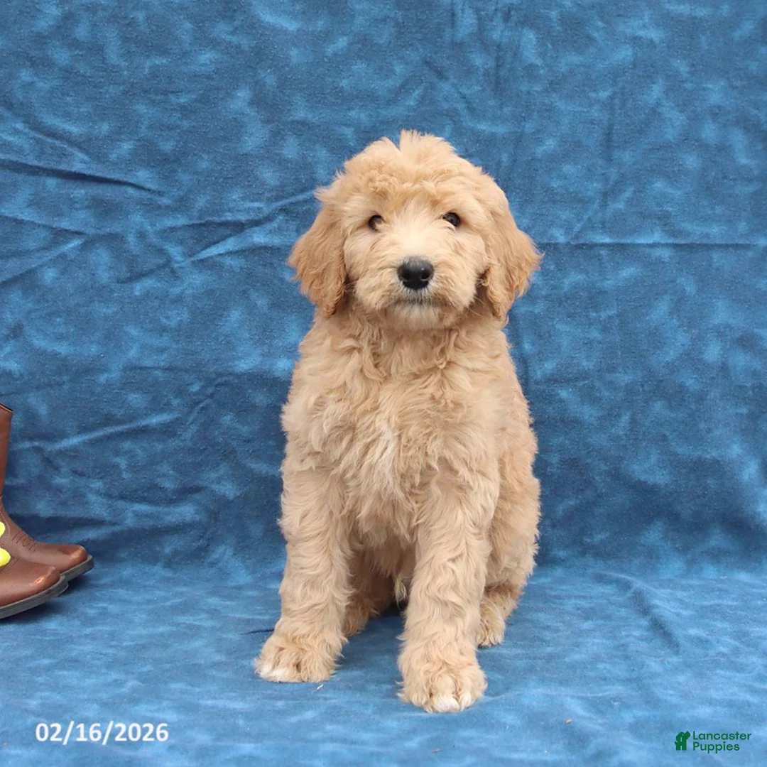 Goldendoodle dogs for sale: Jack  - Ad 5