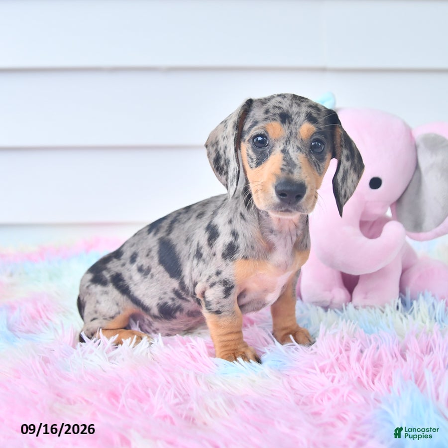 Miniature Dachshund dogs Indigo - Ad 1