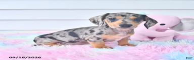 Indigo