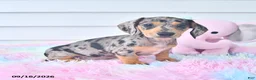 Miniature Dachshund dogs for sale: Indigo - Ad 1