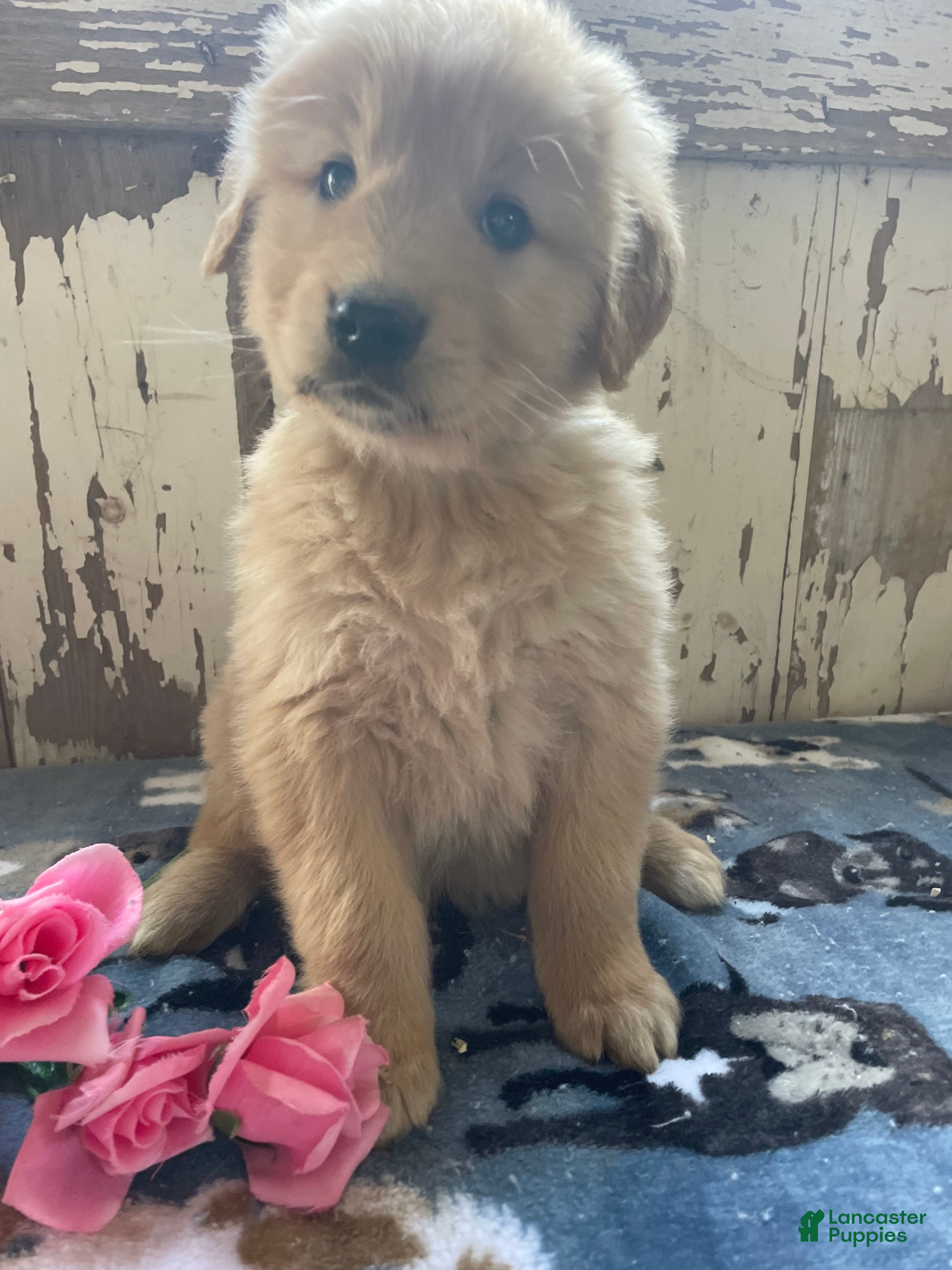 Mixed Breed dogs Forrest - Ad 8