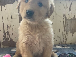 Mixed Breed dogs Forrest - Ad 7