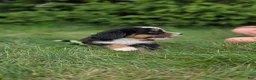 Bernedoodle dogs for sale: Bernedoodle Silver - Ad 7