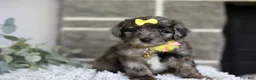 Maltipoo dogs for sale: Minnie - Ad 9