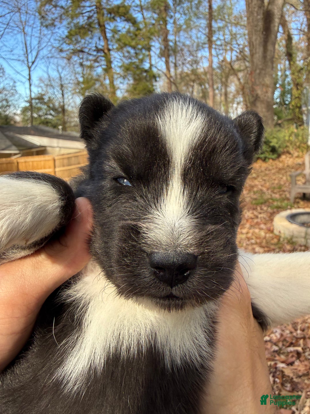 Siberian Husky dogs for sale: Bear - Ad 4