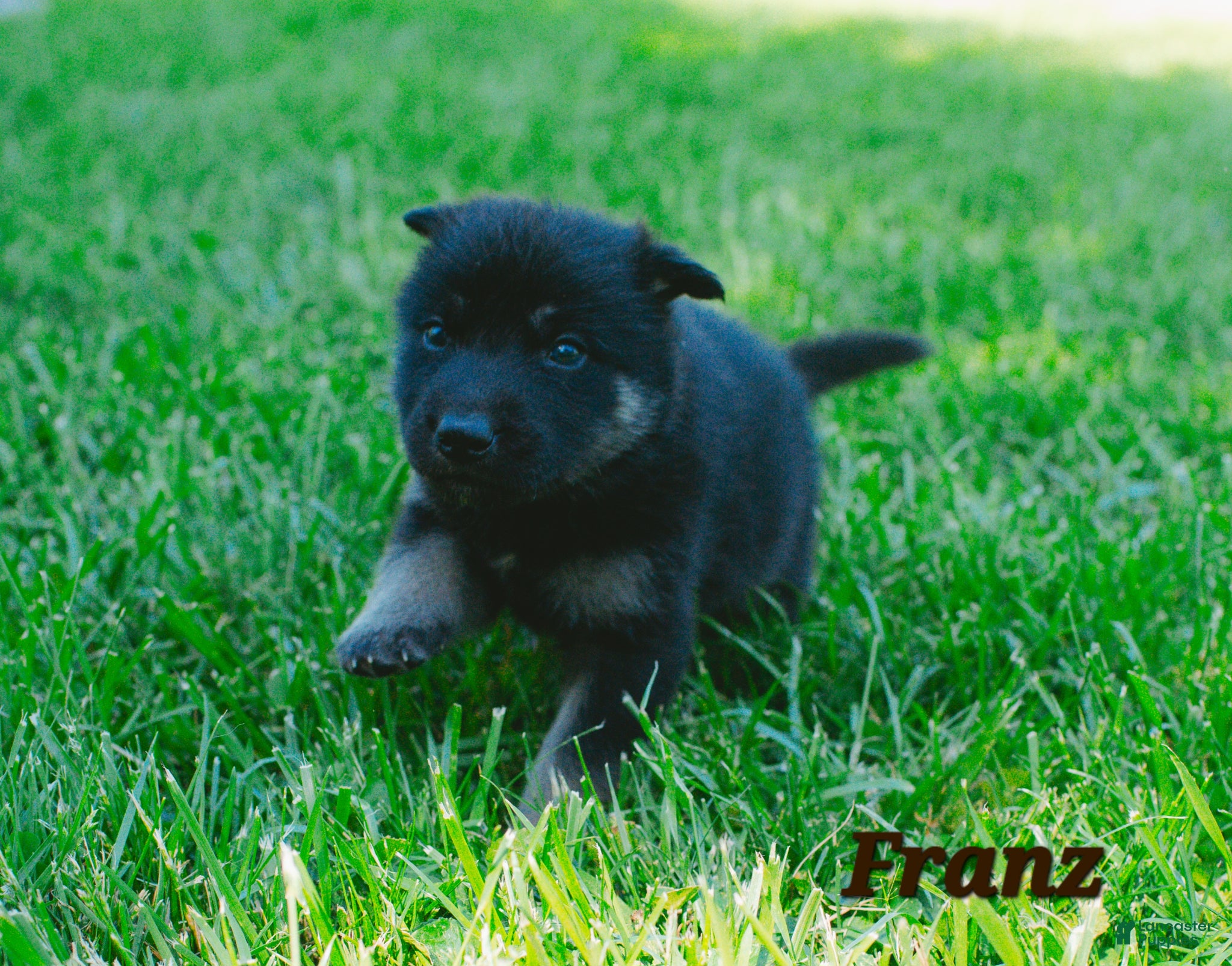 Mixed Breed dogs Franz - Ad 30
