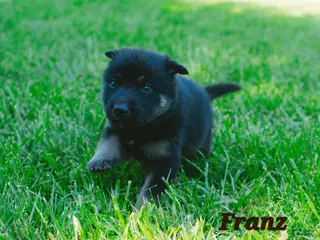 Mixed Breed dogs Franz - Ad 30