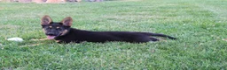 German Shepherd dogs for sale: Duke - Ad 4