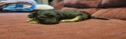 Bichpoo dogs for sale: Ember  - Ad 14