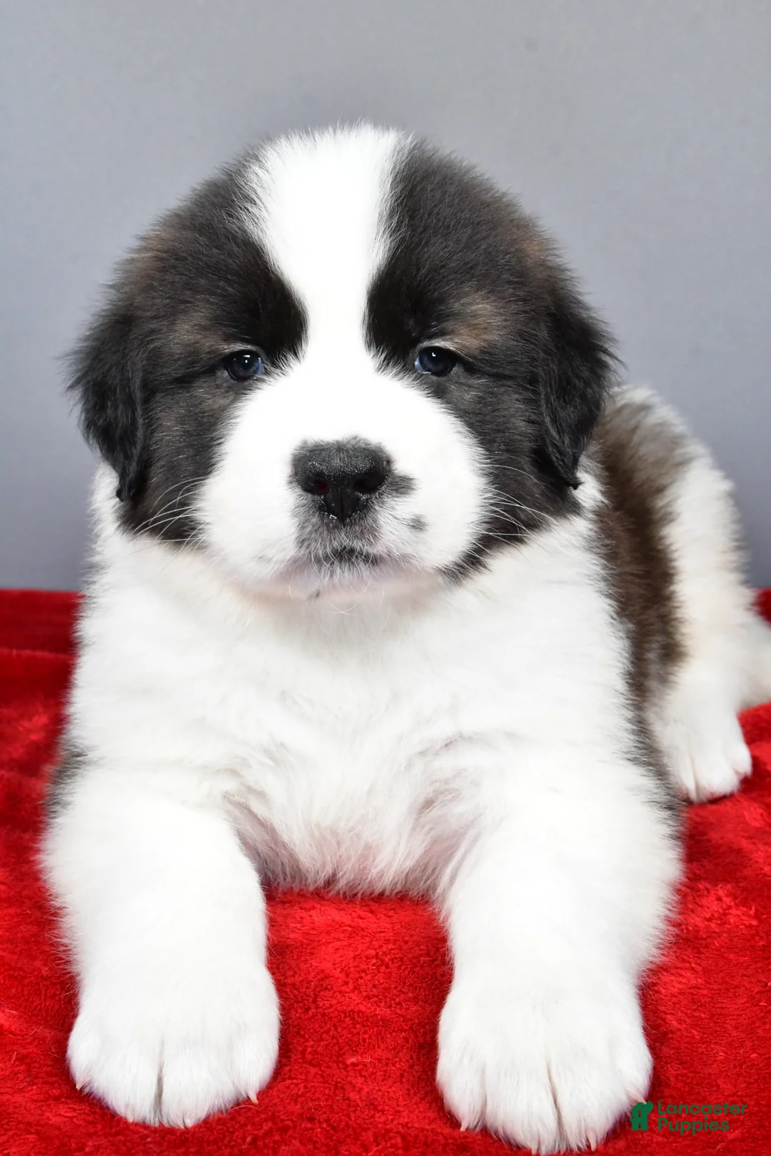 Saint Bernard dogs for sale: forest - Ad 7