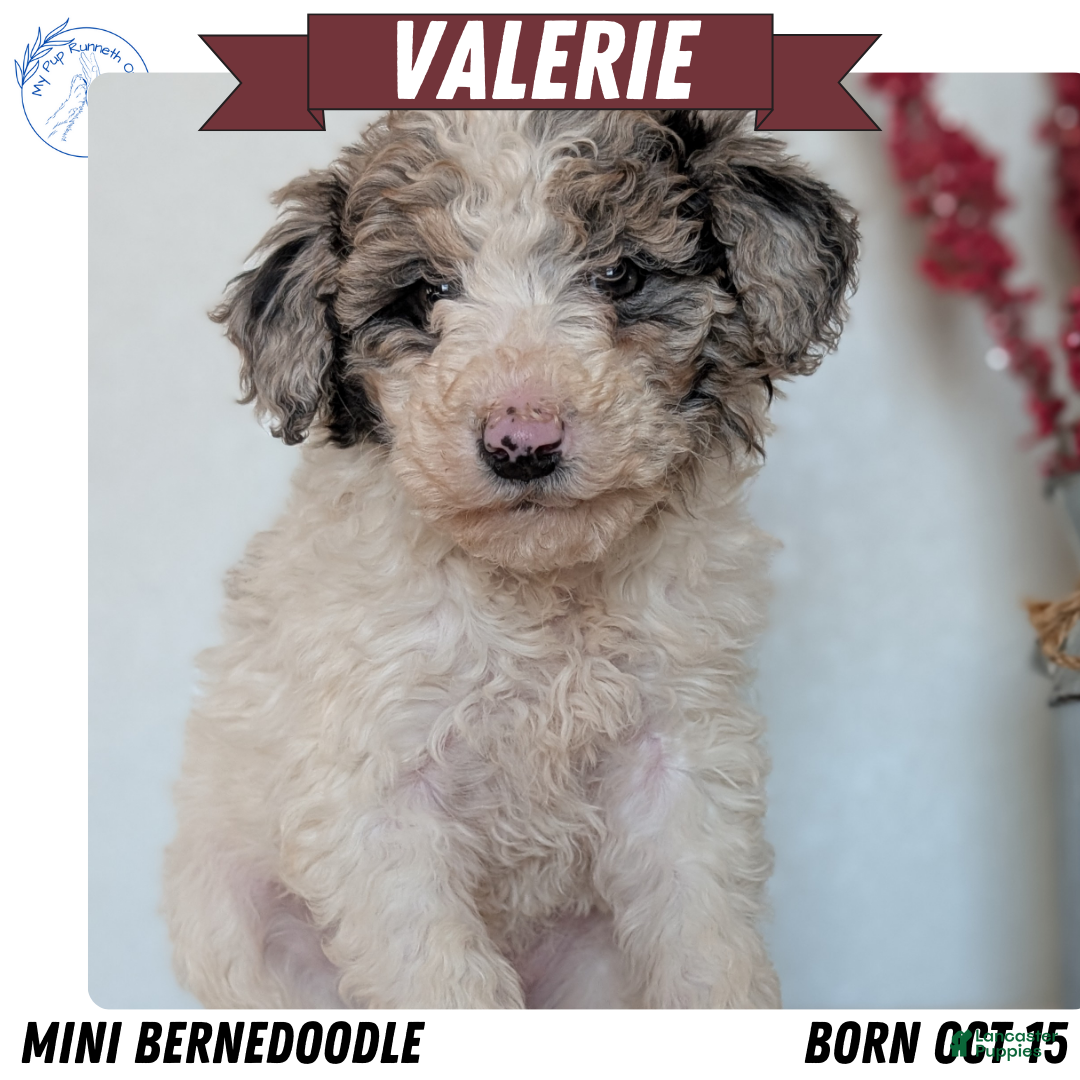 Mini Bernedoodle dogs for sale: Valerie  - Ad 1