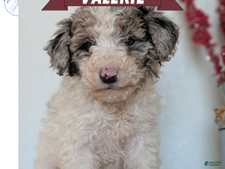 Mini Bernedoodle dogs Valerie - Ad 6