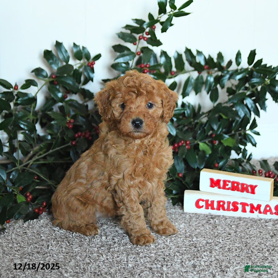 Mini Goldendoodle dogs Kimber - Ad 4