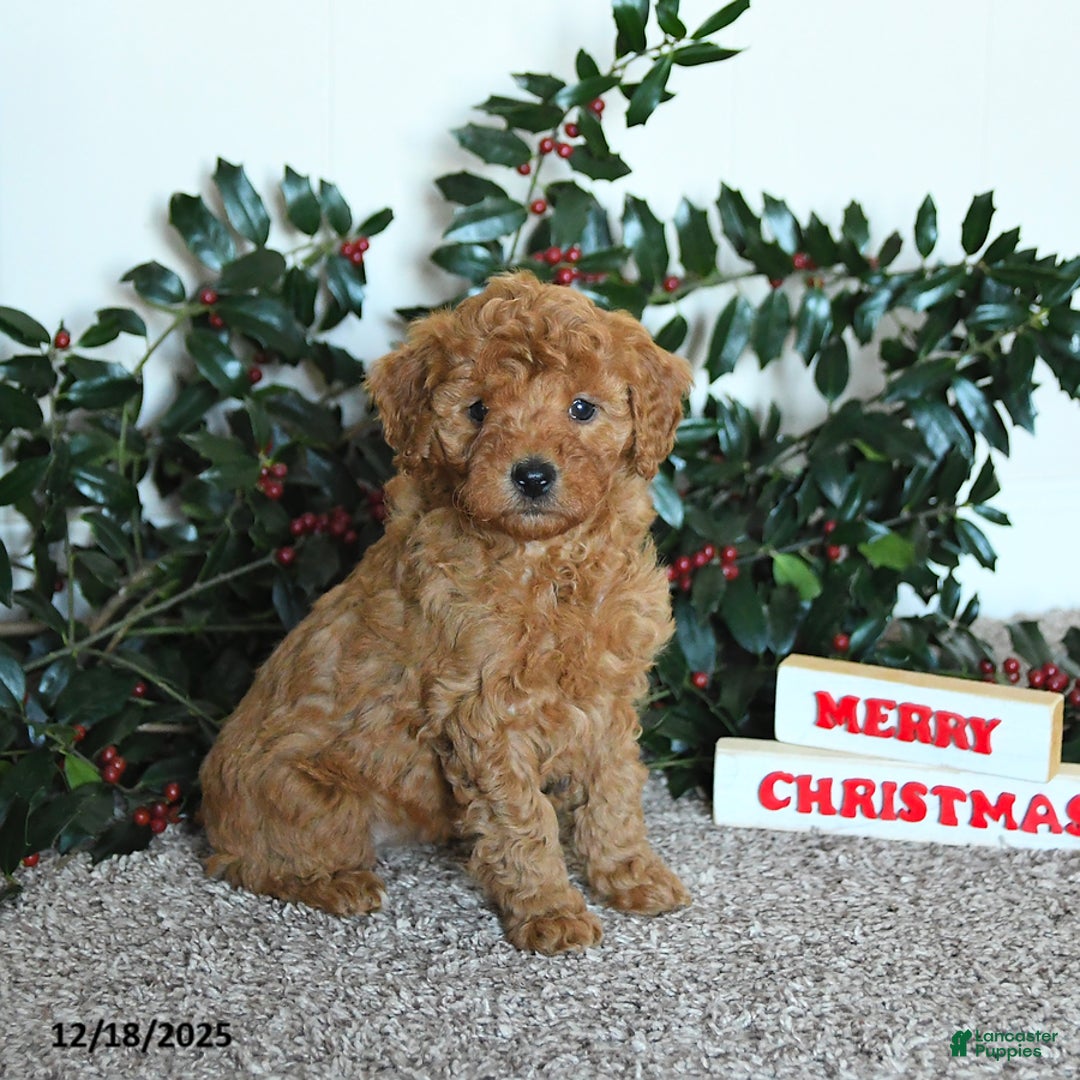 Mini Goldendoodle dogs for sale: Kimber - Ad 1