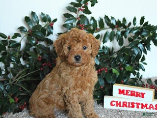 Mini Goldendoodle dogs Kimber - Ad 4