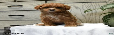 Harper