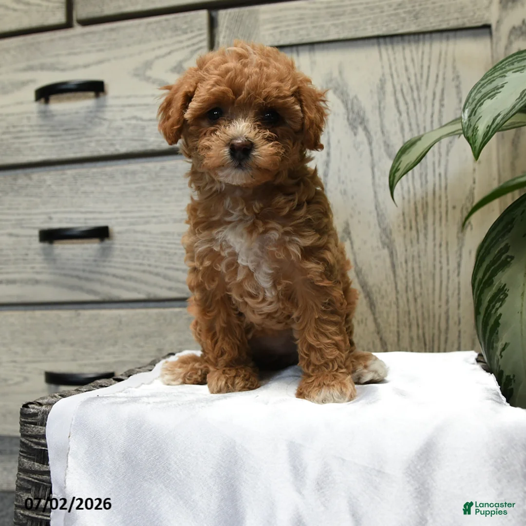 Shihpoo dogs for sale: Harper - Ad 1