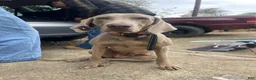 Weimaraner dogs for sale: Bella - Ad 2