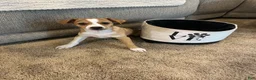 Rat Terrier dogs for sale: Thomas - Ad 4