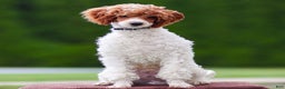 Toy Poodle dogs for sale: Rusty Scout - Ad 5